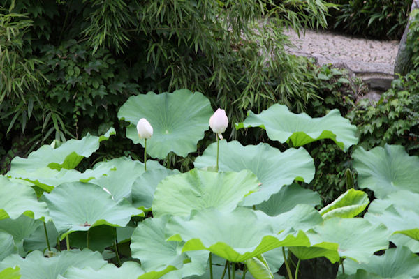 Humble Administrator's Garden in Suzhou China