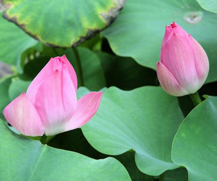 Humble Administrator's Garden in Suzhou China