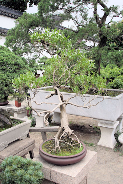 Humble Administrator's Garden in Suzhou China
