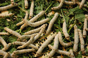 Silk Worms - 4