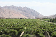 Grape Valley near Turpan 1