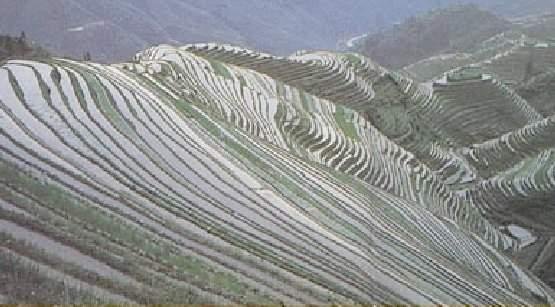 Longsheng Terraced Fields