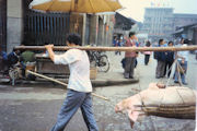 Pig on the Way to Market