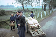 Pigs on a Handcart