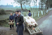 Pigs on a Handcart