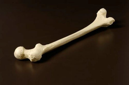 Bone