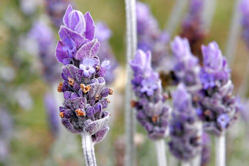 Bright Lavender Color 