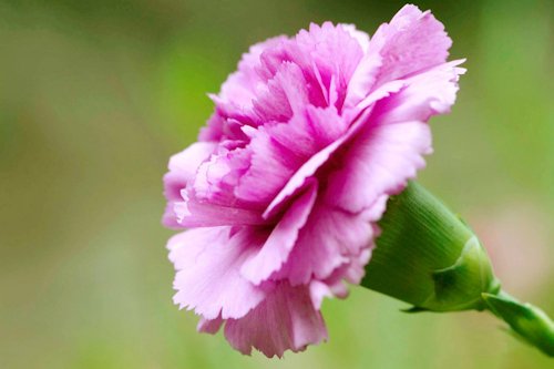 Carnation Pink