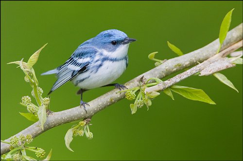 Cerulean Color 