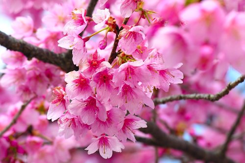 Cherry Blossom Pink