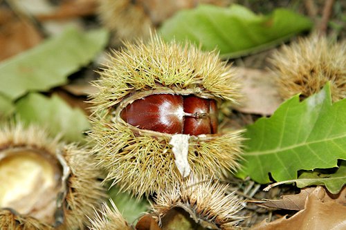 Dark Chestnut Color 