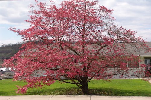 Dogwood Rose Color 