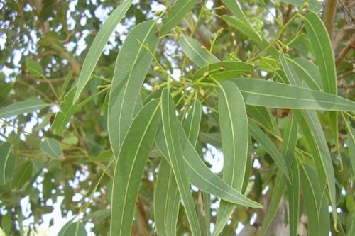 Eucalyptus