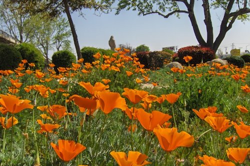 Golden Poppy