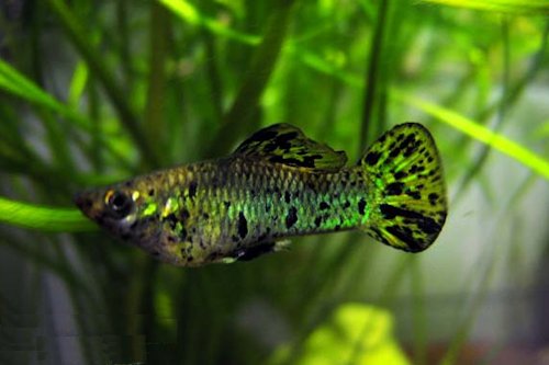 Guppie Green