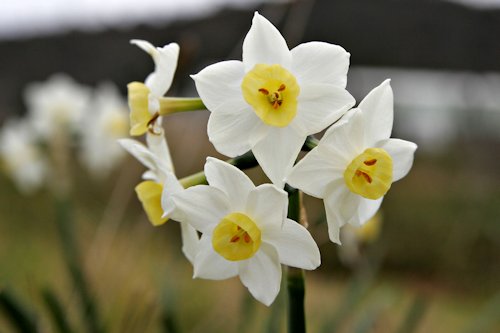 Jonquil