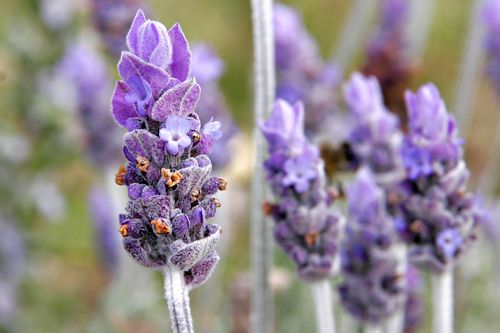 Lavender (web) Color 