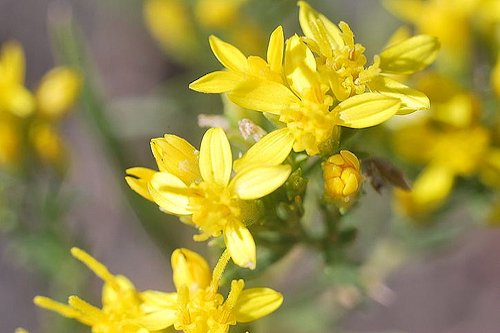 Light Goldenrod Yellow Color 