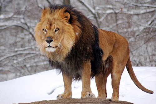 Lion