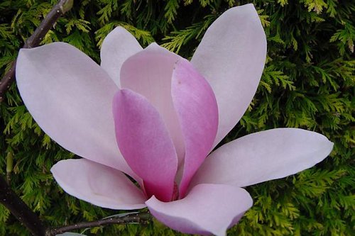 Magnolia