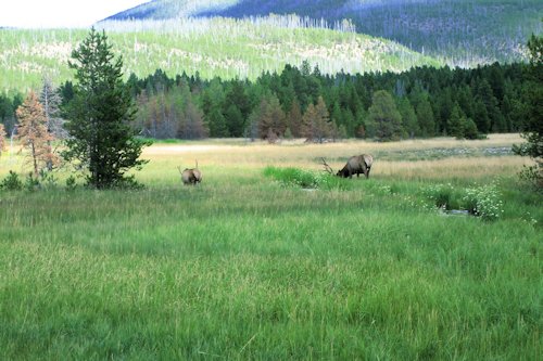 Mountain Meadow