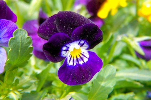 Pansy Purple