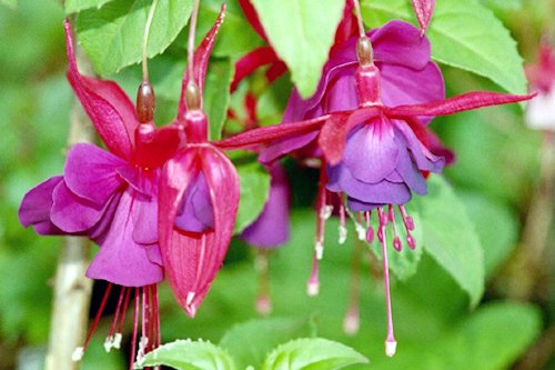 Royal Fuchsia Color 