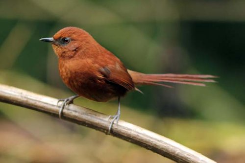 Rufous Color 