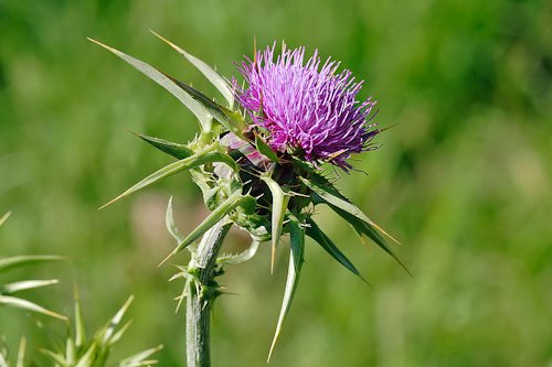 Thistle