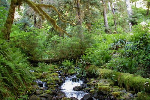 Tropical Rain Forest Color 