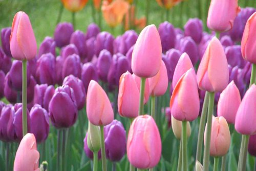 Tulip Color 