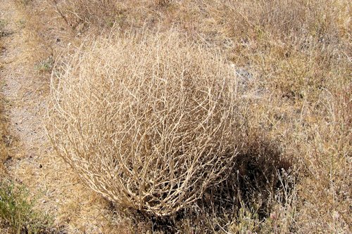 Tumbleweed