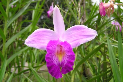 Wild Orchid Color 