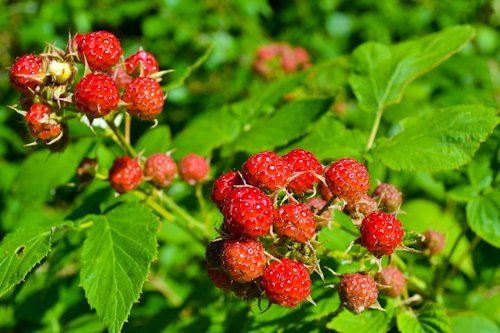 Wild Strawberry Color 