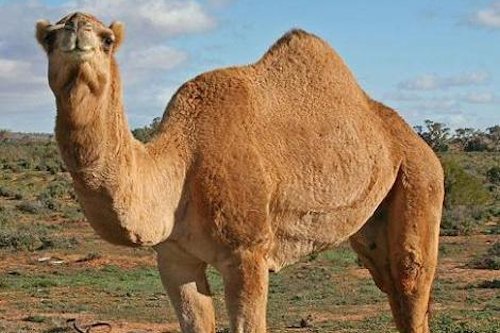 Camel