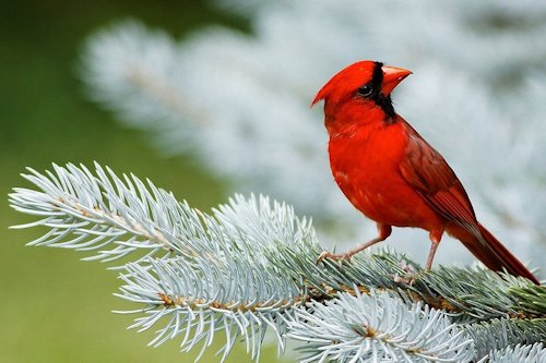 Cardinal