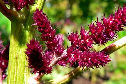 Amaranth