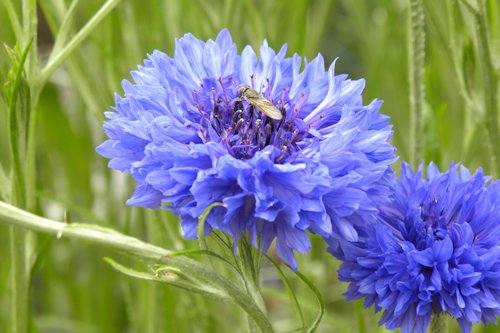 Cornflower Blue