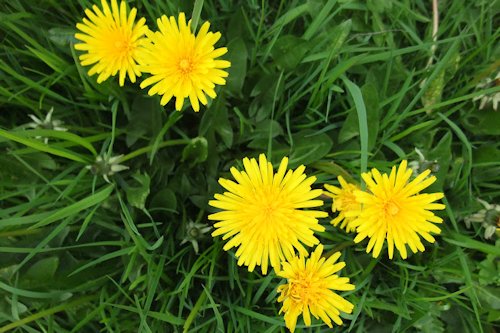 Dandelion