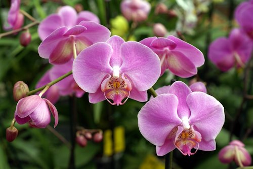 Orchid