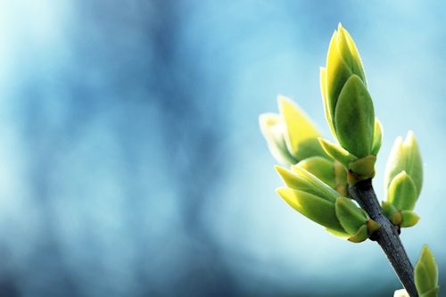 Spring Bud Flower 