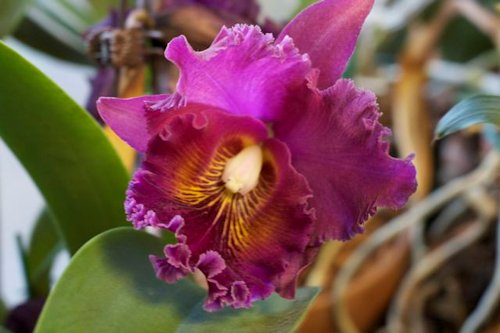 Dark Orchid Color 