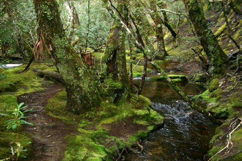 Deep Moss Green Color 