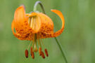 Tiger Lily