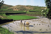 Tacoma Road Rice Paddy