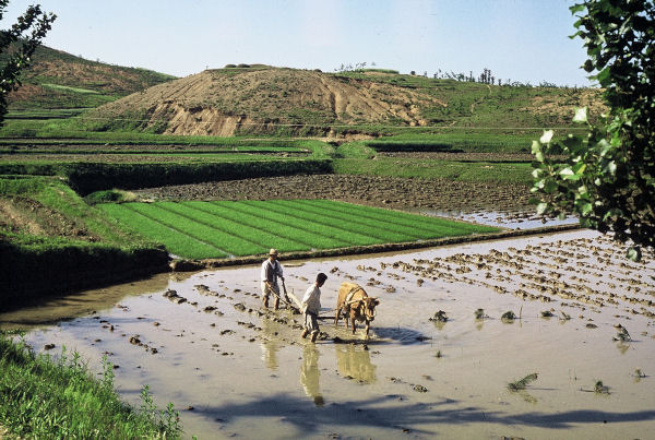 Tacoma road rice paddy