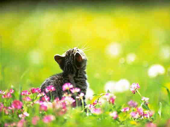 Kitten 19