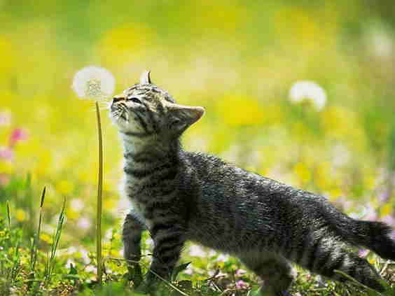 Kitten 20