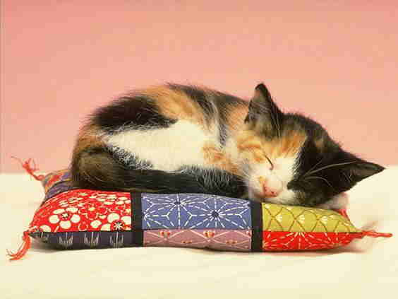Kitten 21