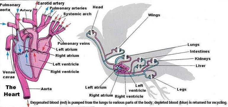 human circulatory system heart. Avian Circulatory System